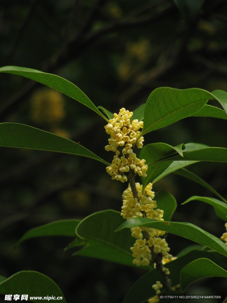 桂花