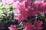 杜鹃花