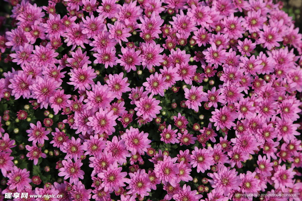 花卉背景素材