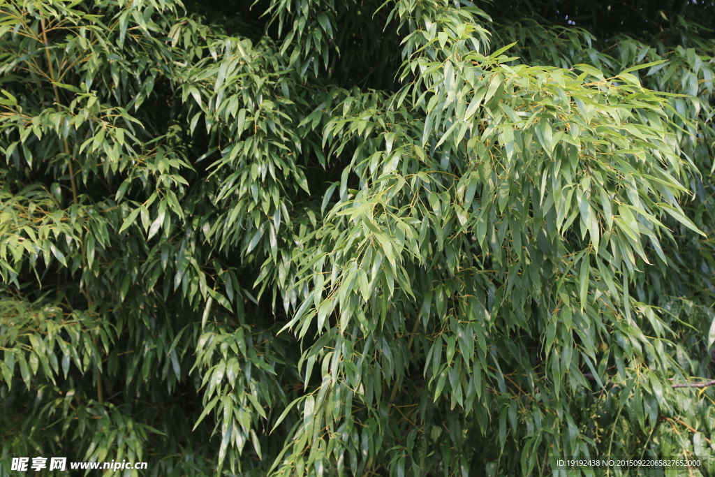 花卉背景素材
