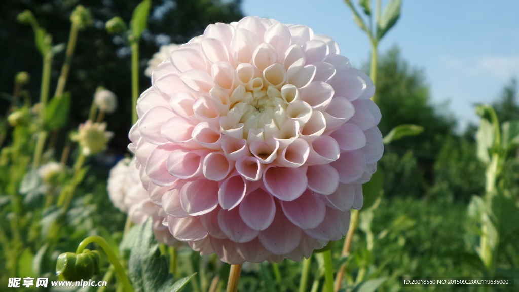 大丽花