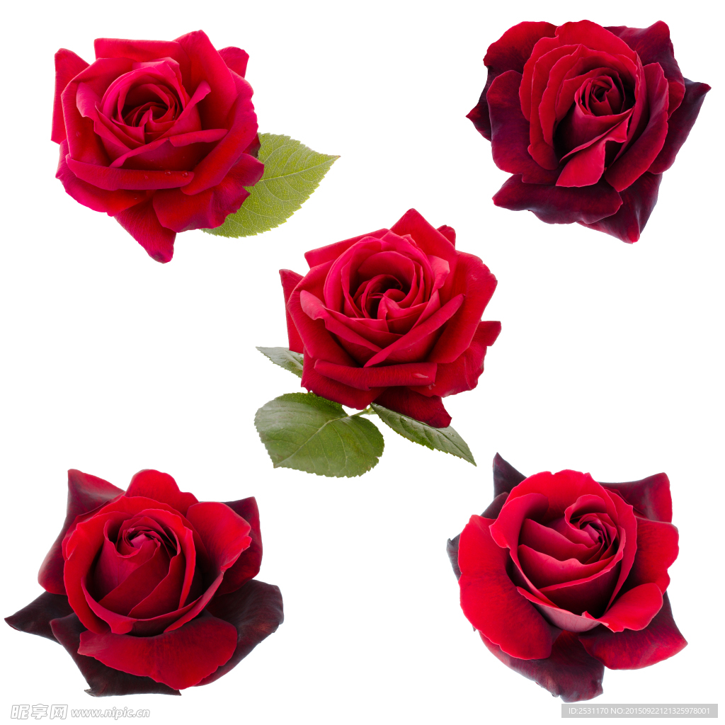 玫瑰花