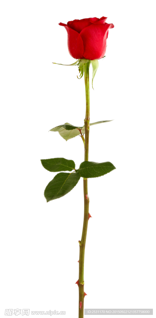 玫瑰花