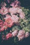 玫瑰花