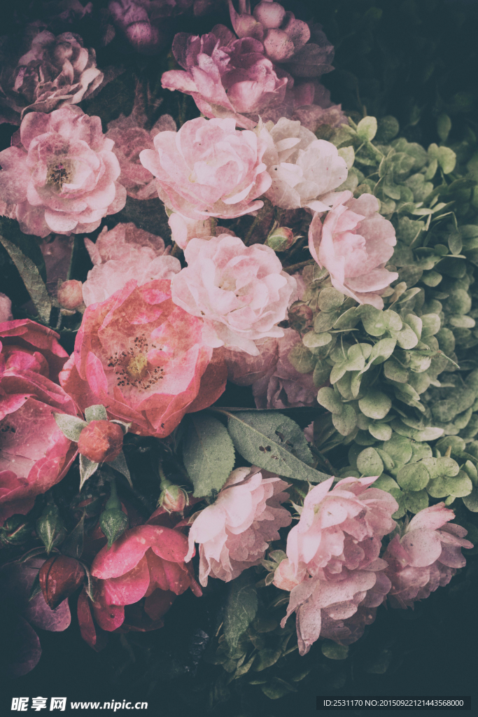玫瑰花