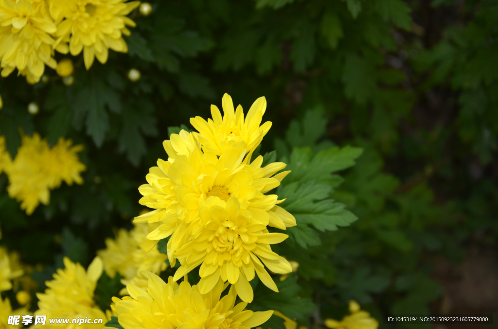 菊花