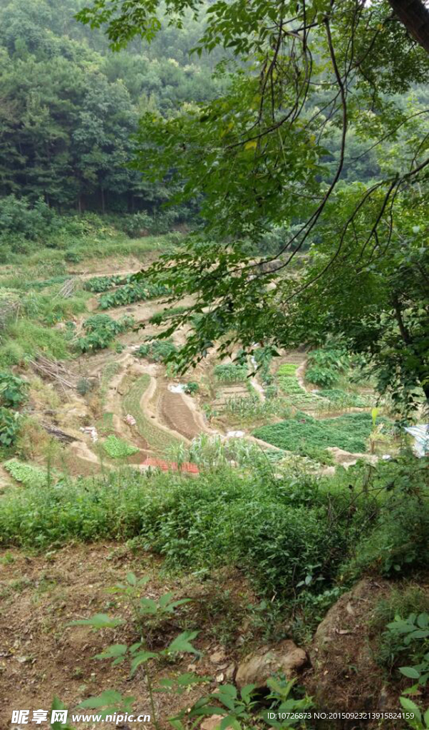 田园
