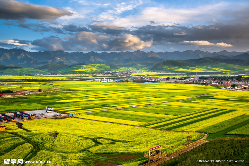 青海门源油菜花