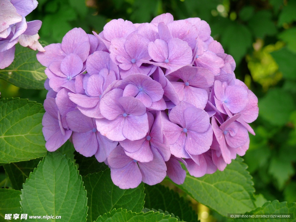 绣球花