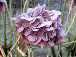 绣球花