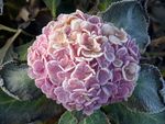绣球花