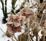 绣球花