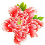 富贵花开