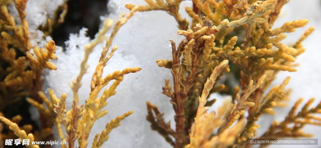 雪松柏