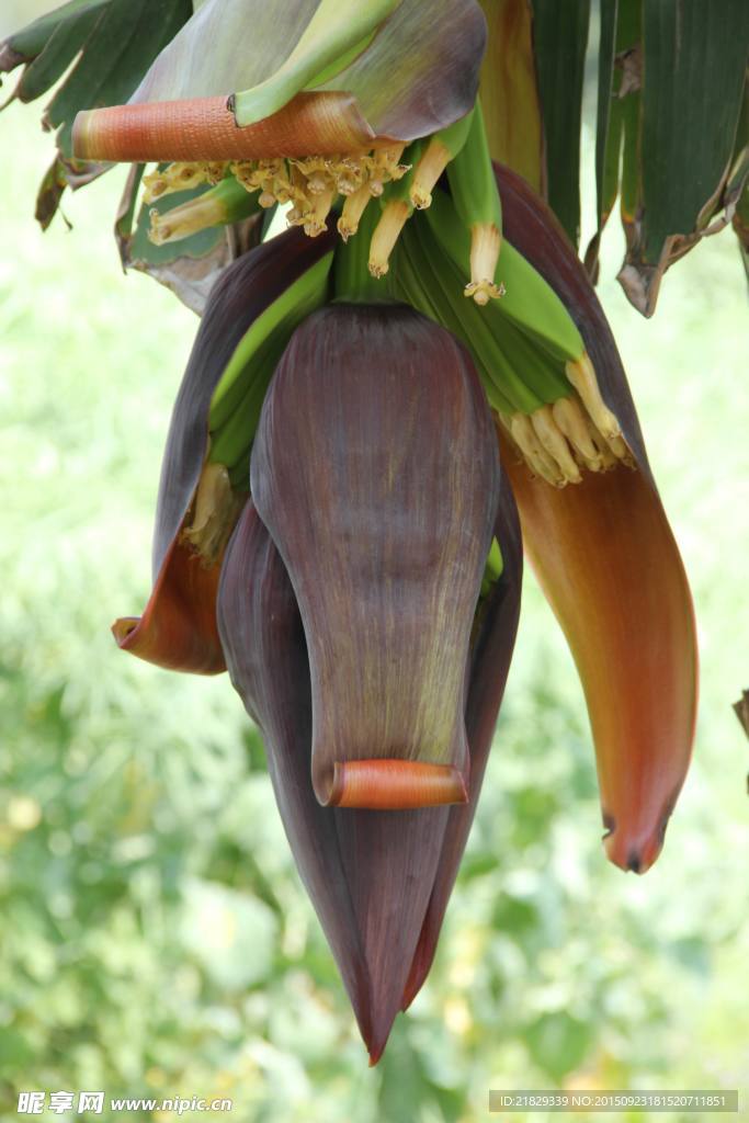 蕉蕊