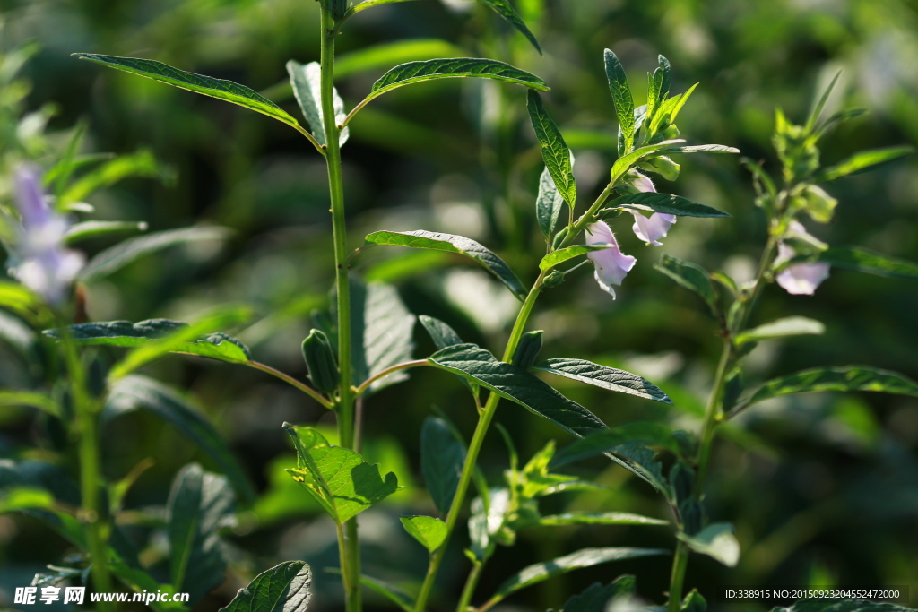 黑芝麻树