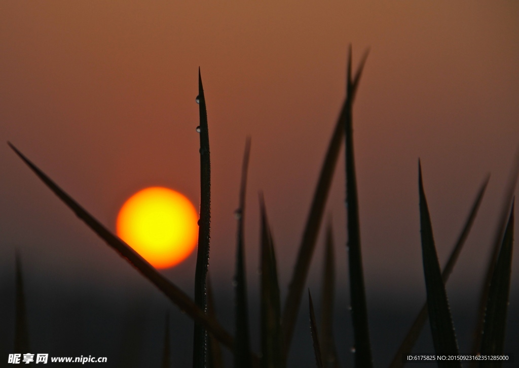 夕阳