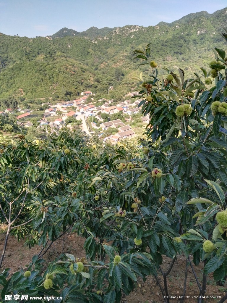 板栗
