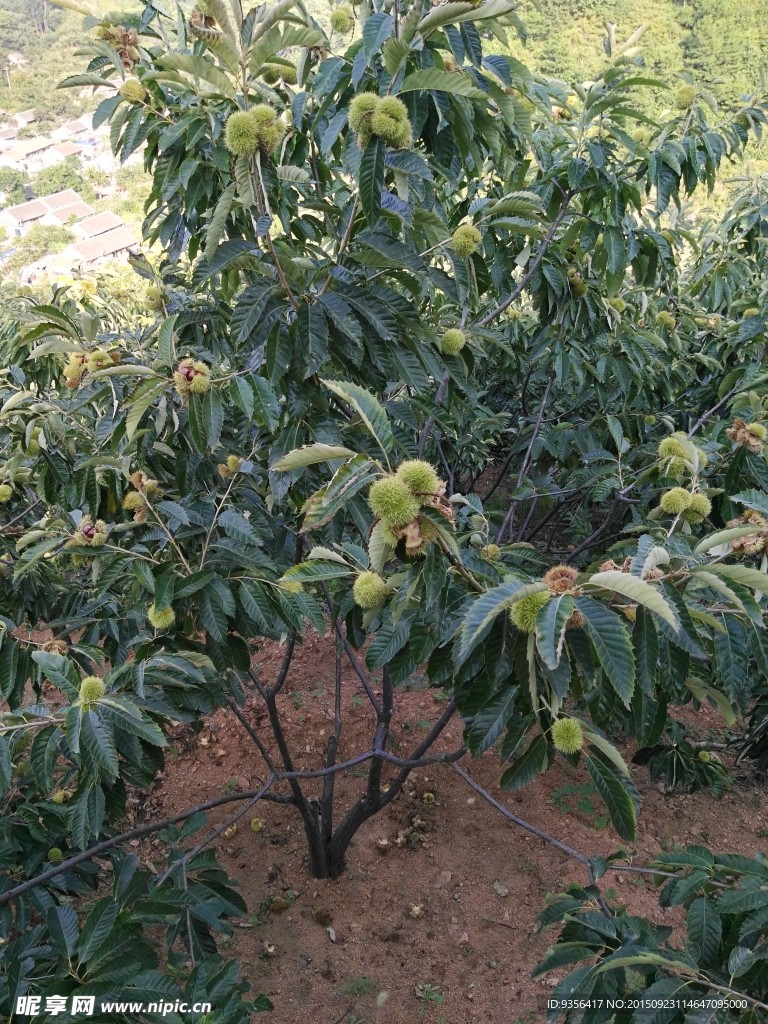 板栗