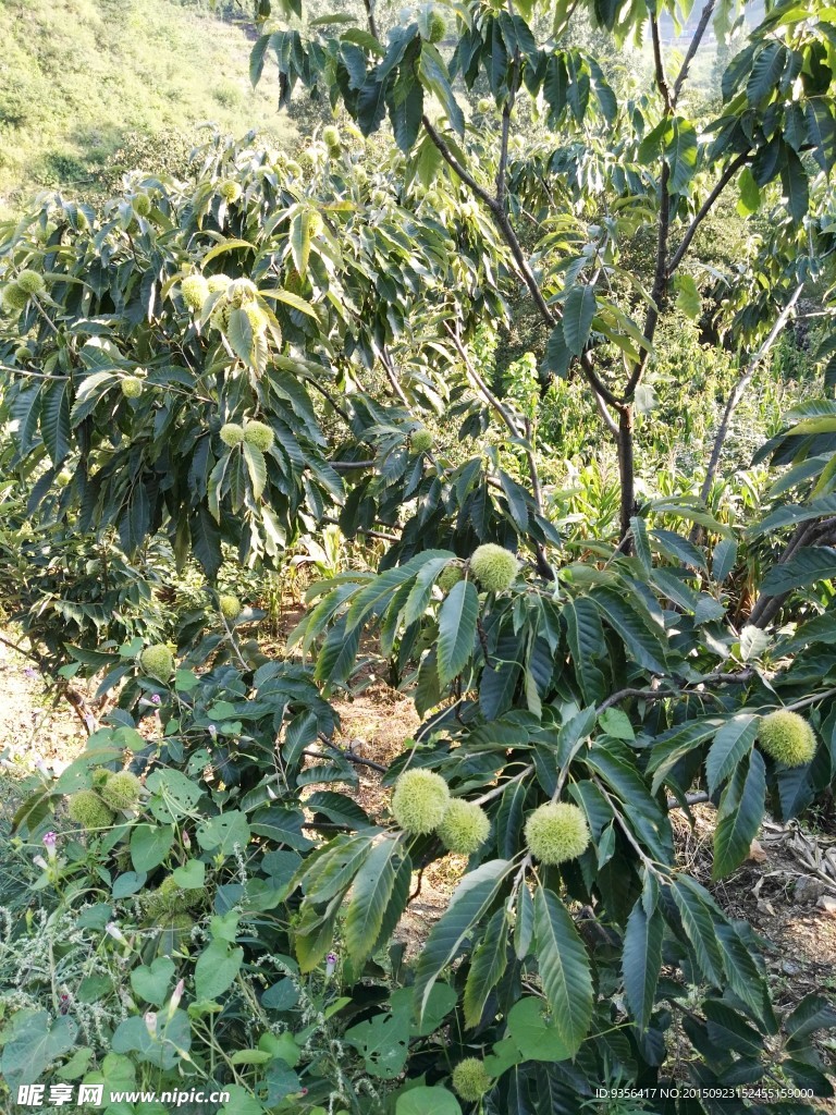 板栗