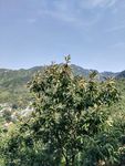 板栗