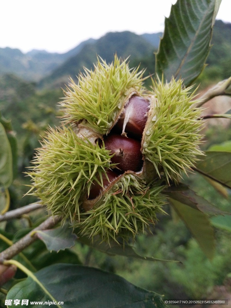 板栗