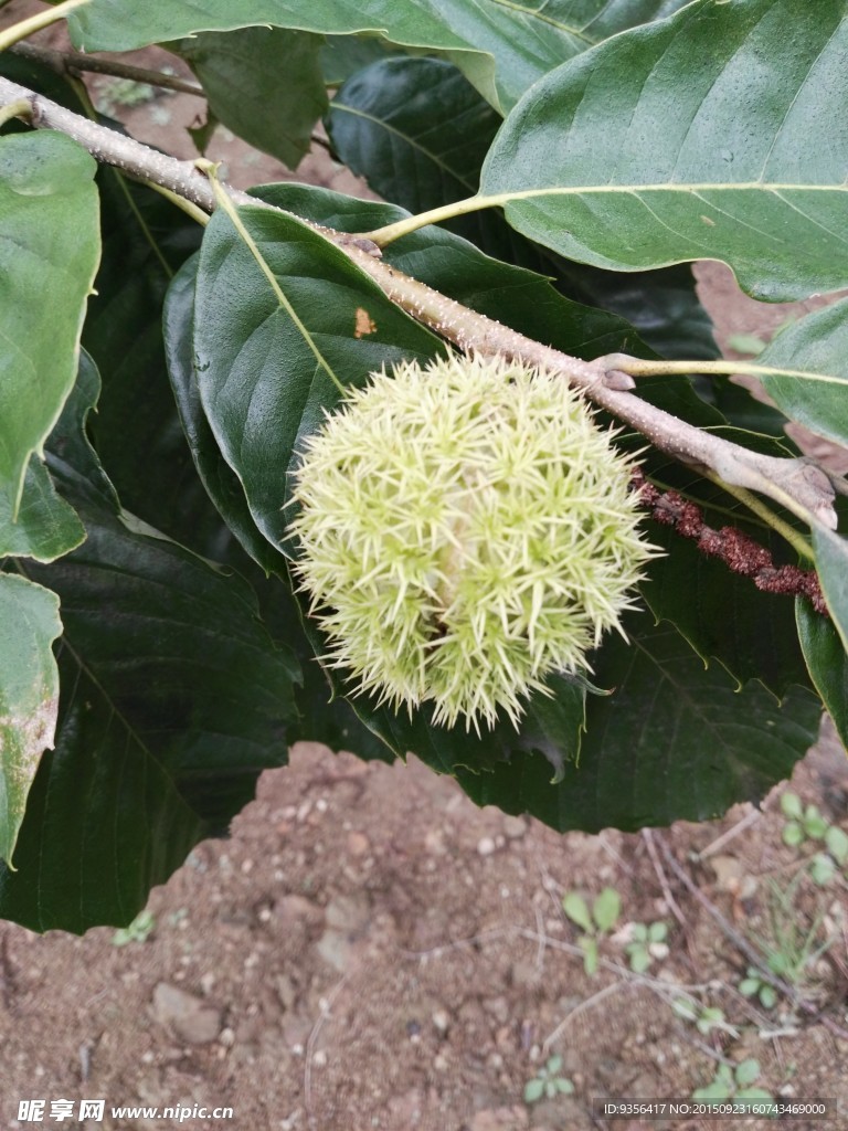 板栗