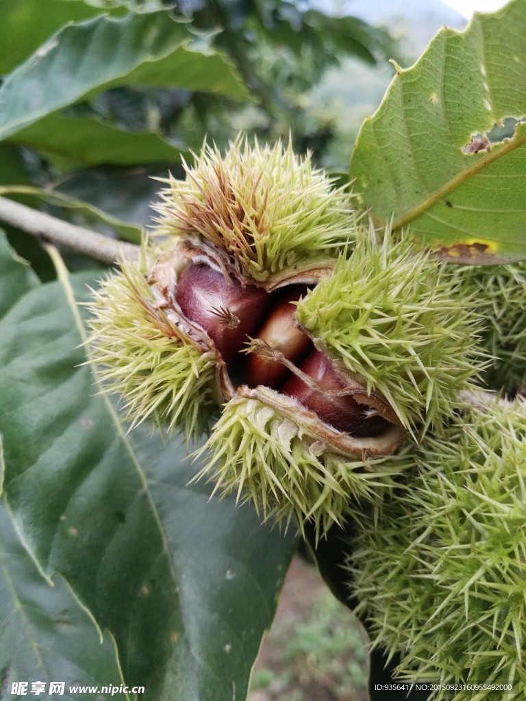 板栗