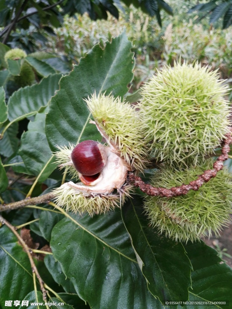 板栗