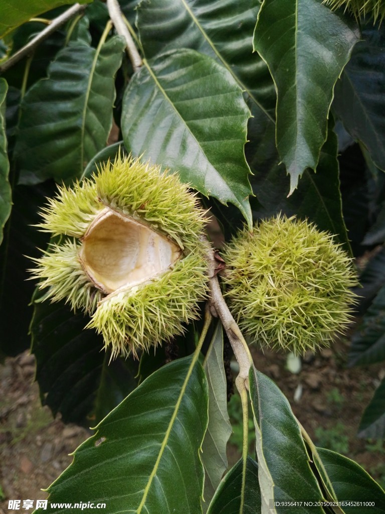 板栗