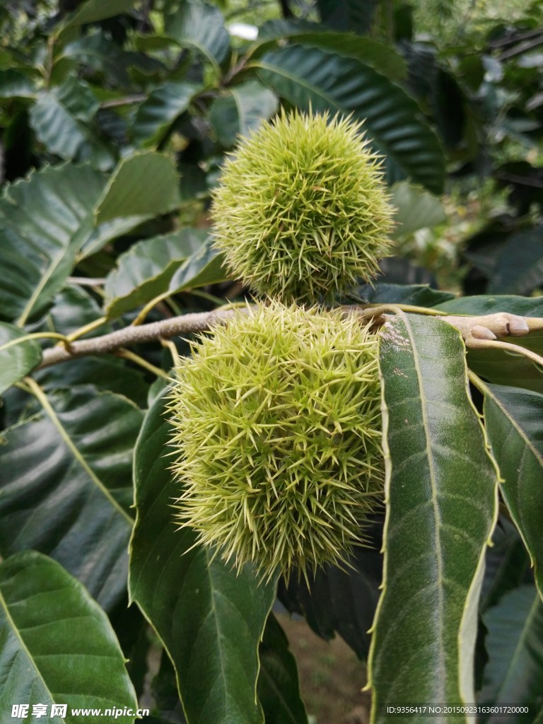 板栗