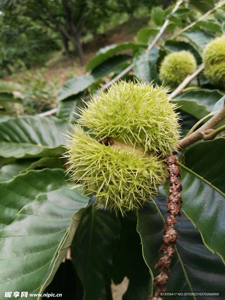 板栗