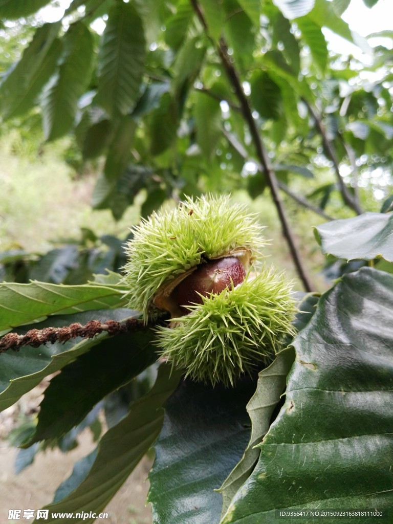 板栗