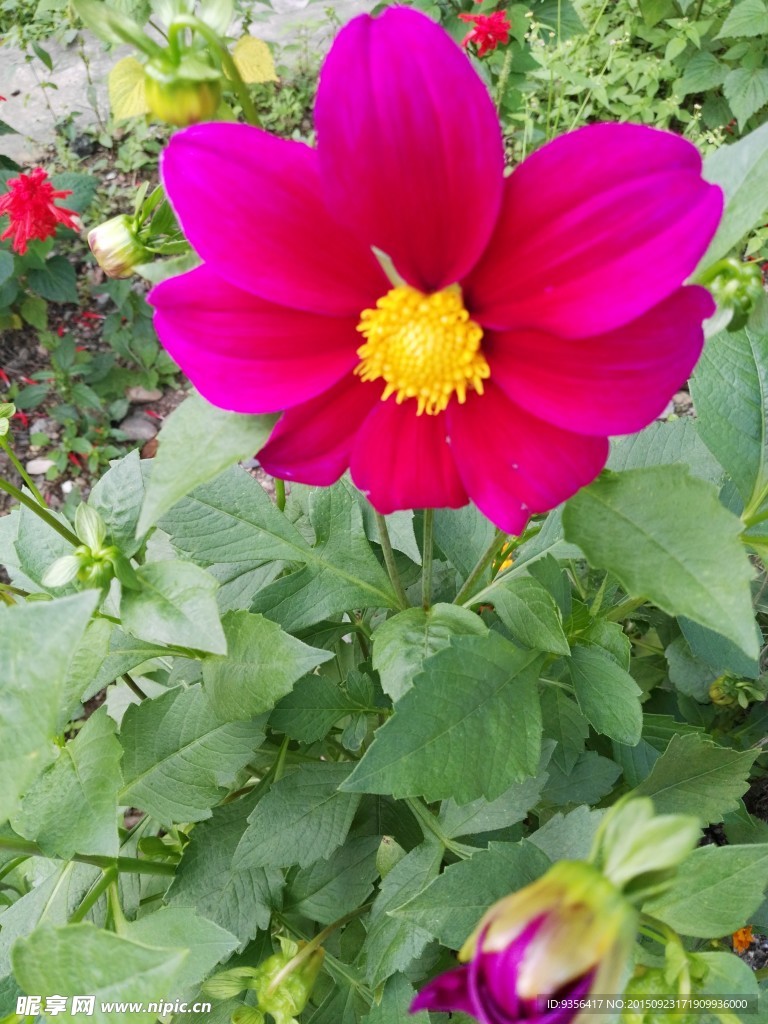 太阳花