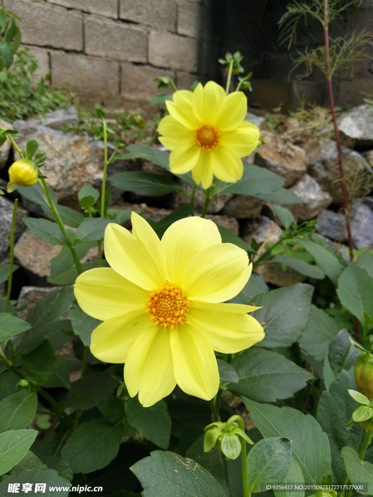 太阳花