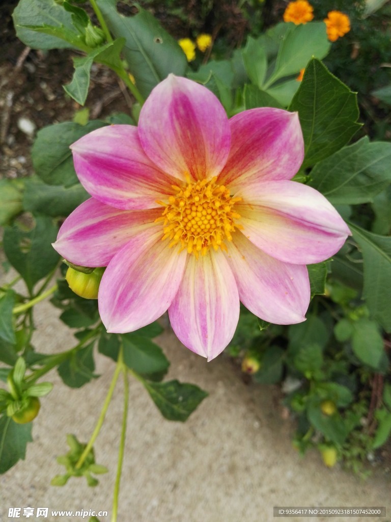 芍药花