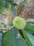 板栗