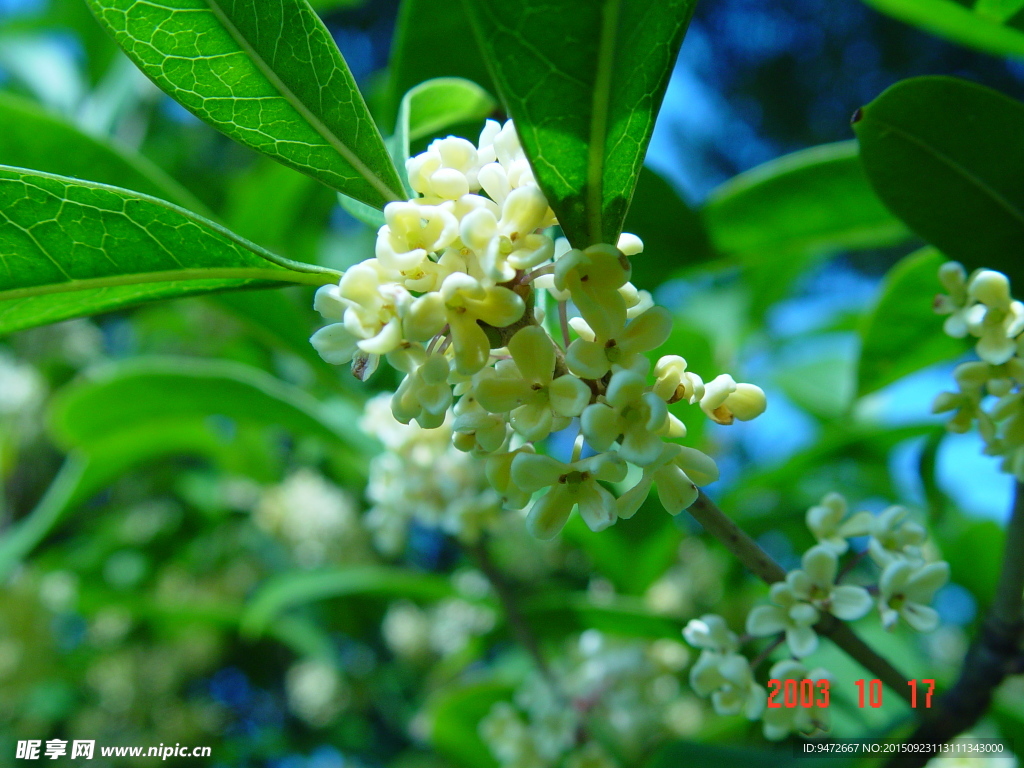 桂花