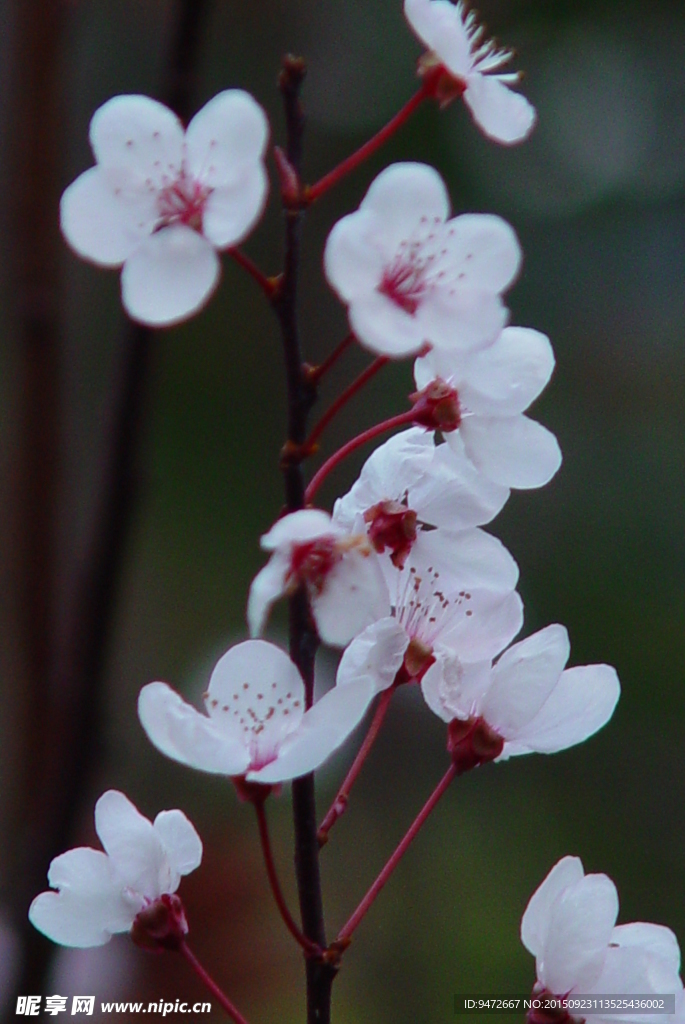 梅花