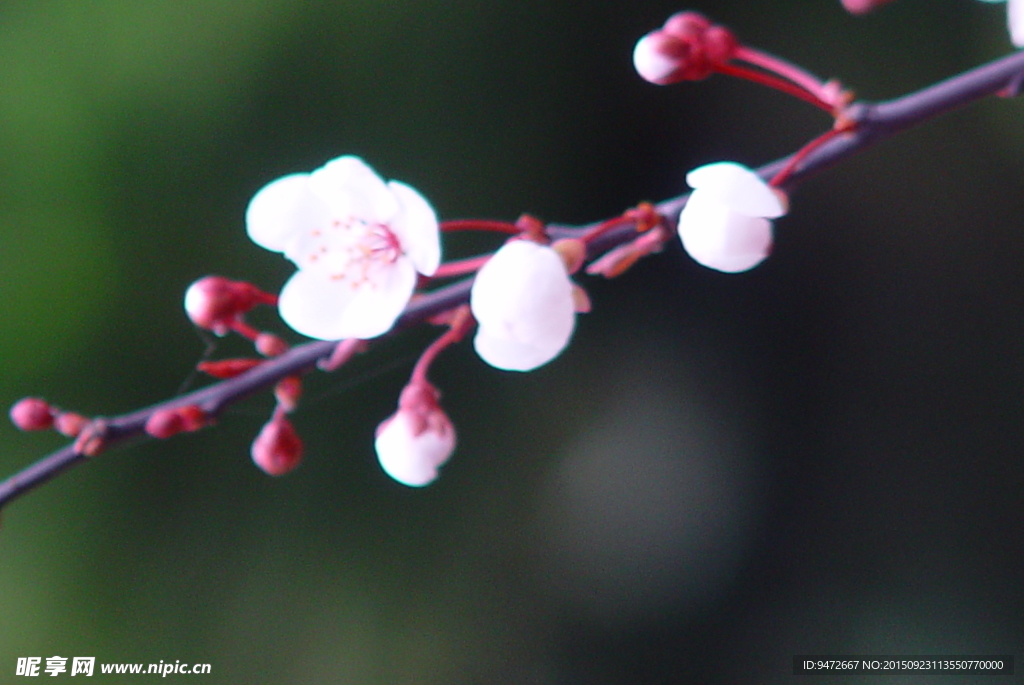 梅花