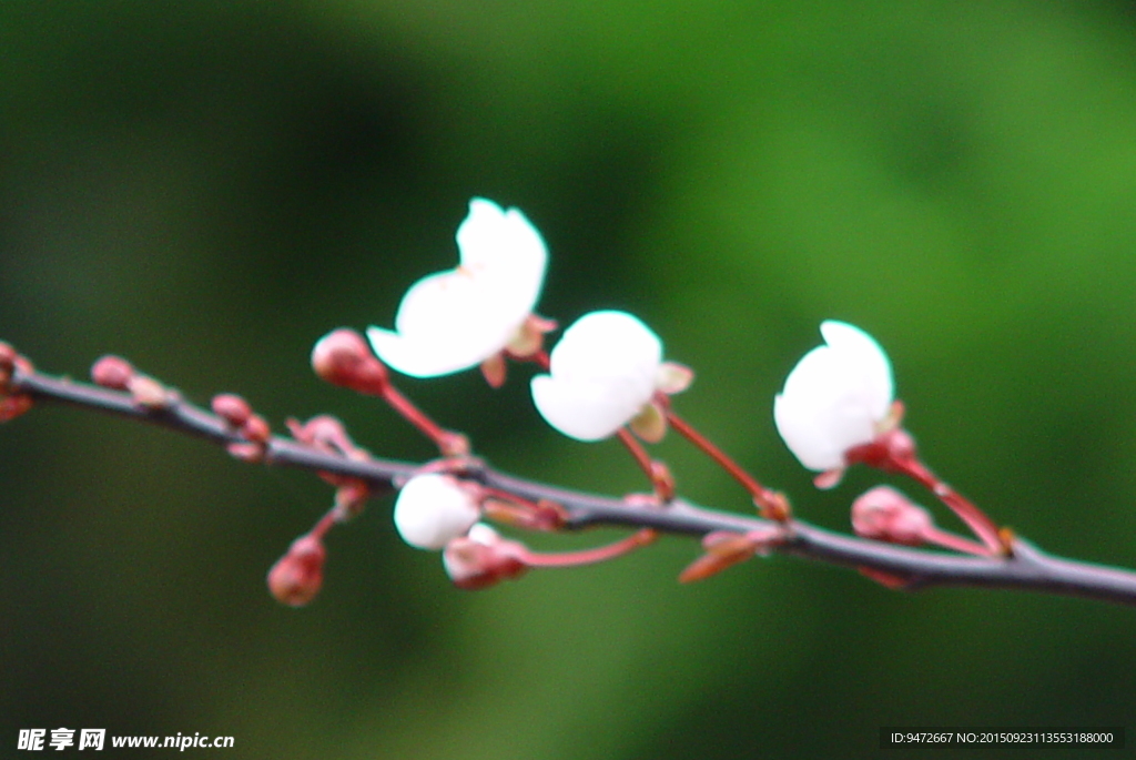 梅花 白色梅花 粉色梅花 枝头