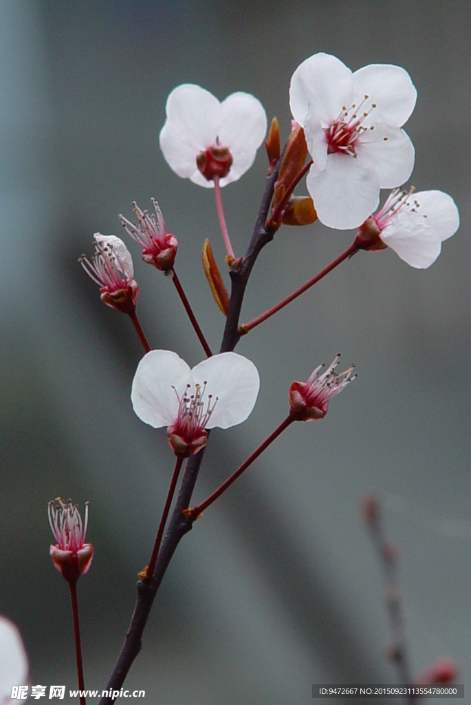 梅花