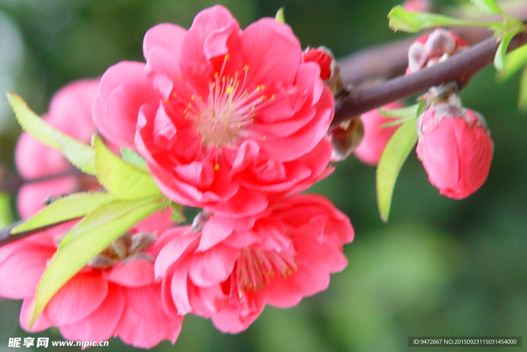 桃花