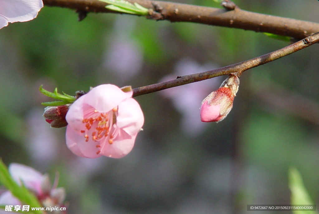 桃花
