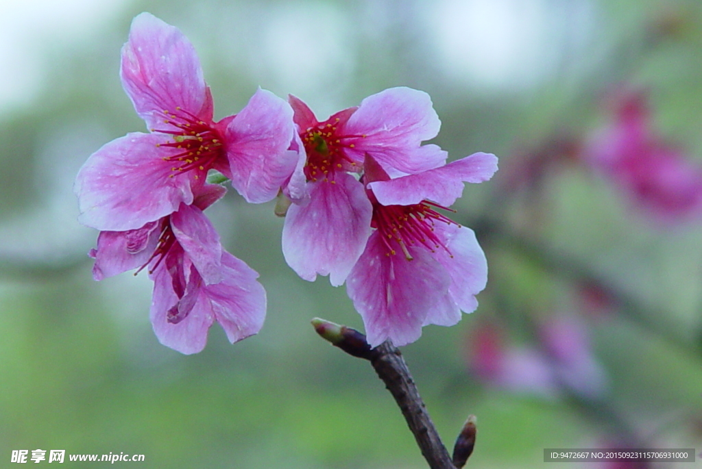 樱花