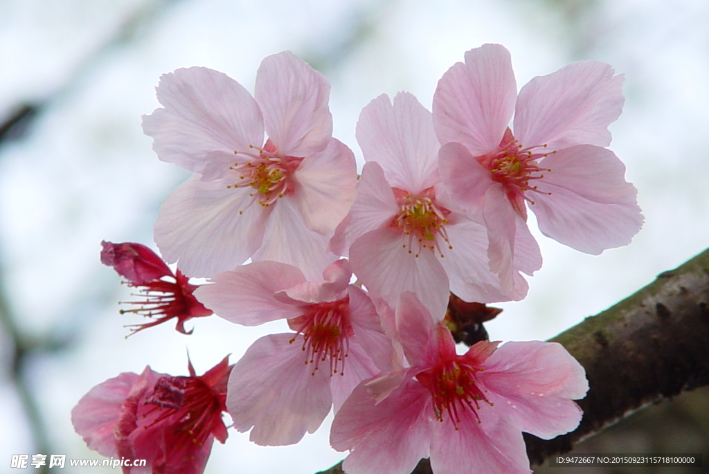 樱花