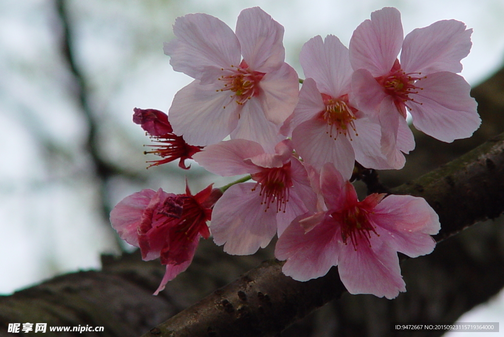 樱花