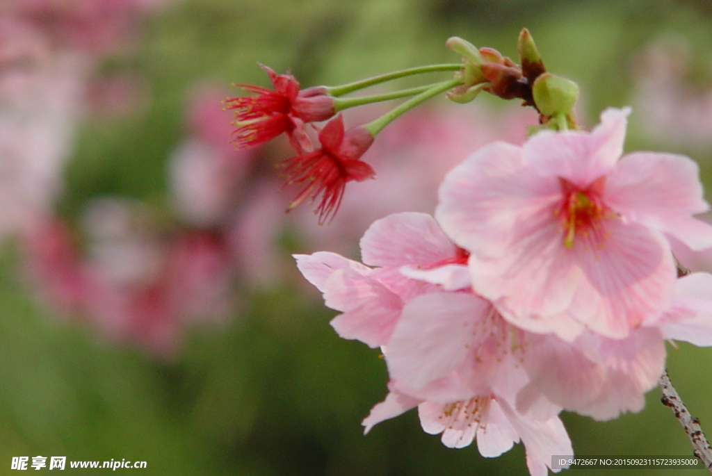 樱花