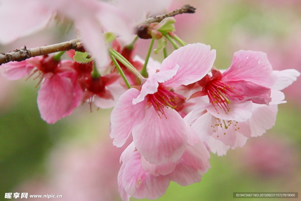 樱花