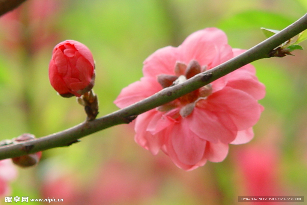 桃花